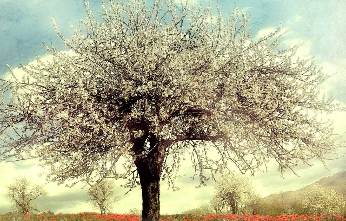 Фото обои деревья, цветы, дерево, маки, весна, цветущие