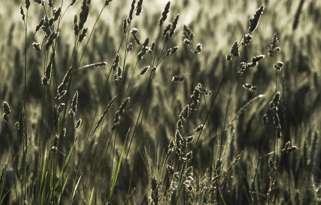 Фото обои пшеница, поле, трава, природа, фото, колосья