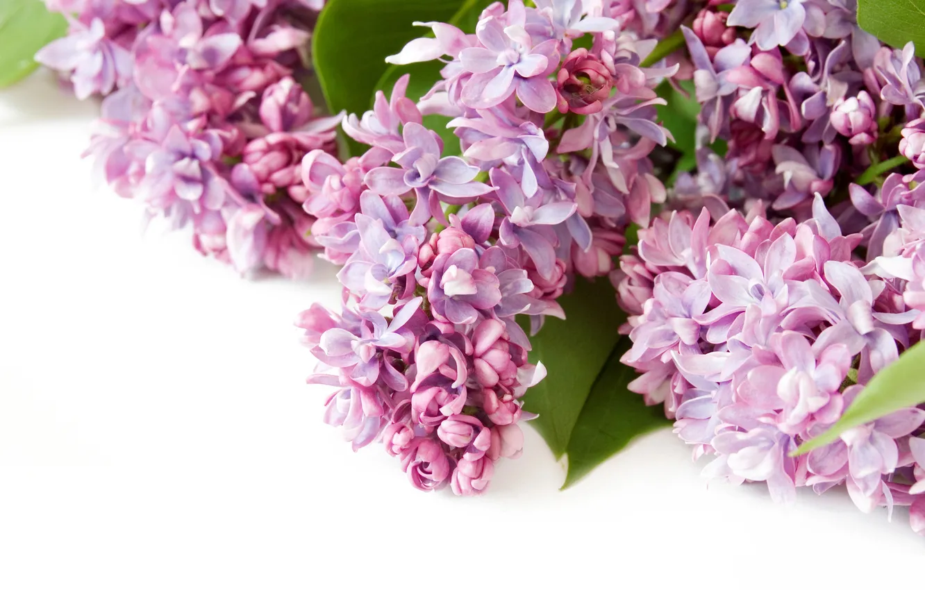 Фото обои цветы, весна, flowers, сирень, spring, lilac