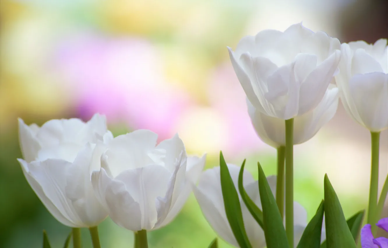Фото обои макро, фон, лепестки, тюльпаны, бутоны, белые тюльпаны