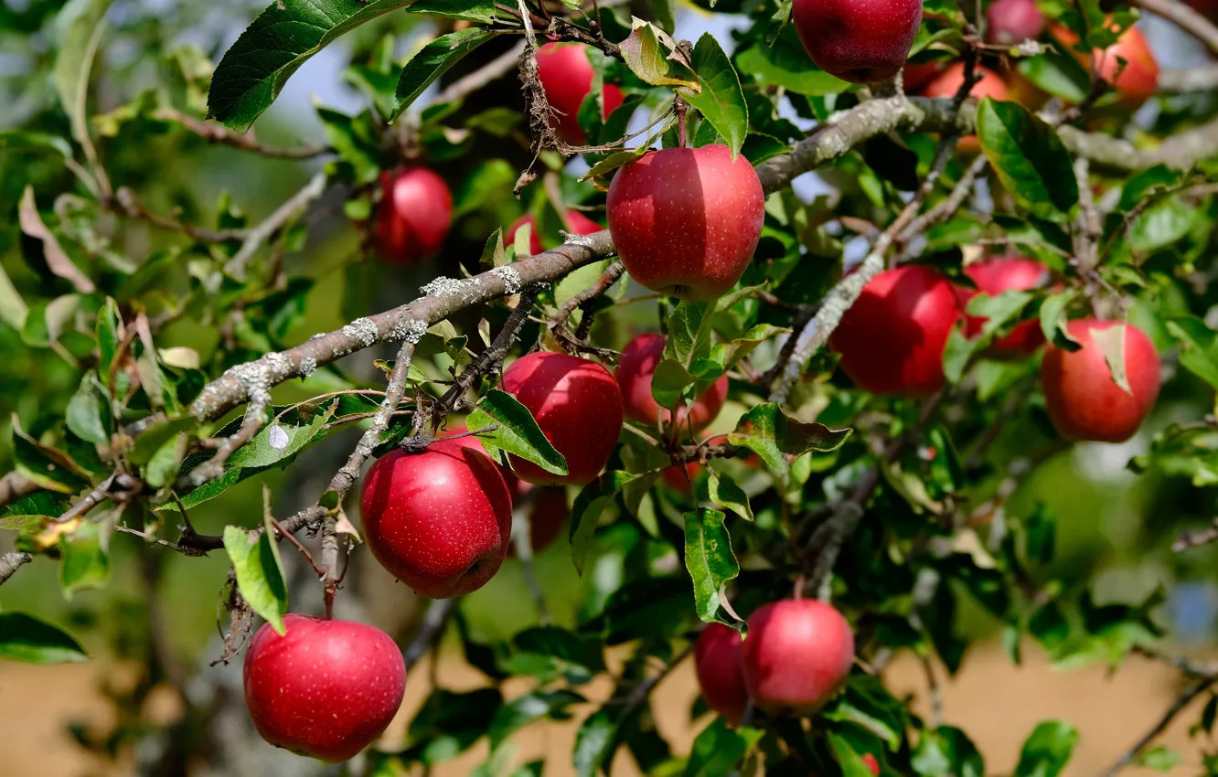 Фото обои листья, ветки, яблоки, плоды, красные