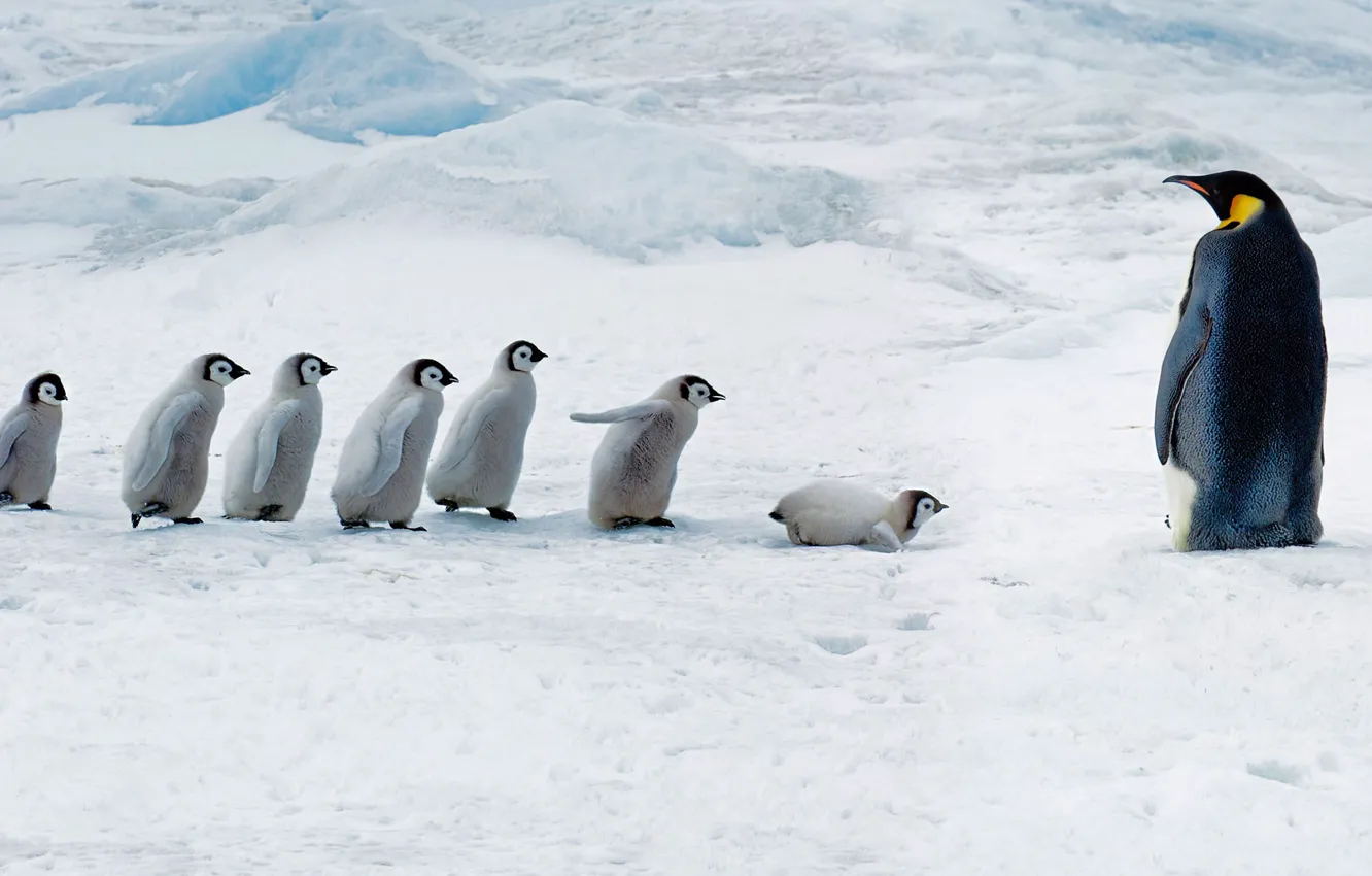 Фото обои птенцы, Антарктида, императорский пингвин, Сноу-Хилл-Айленд