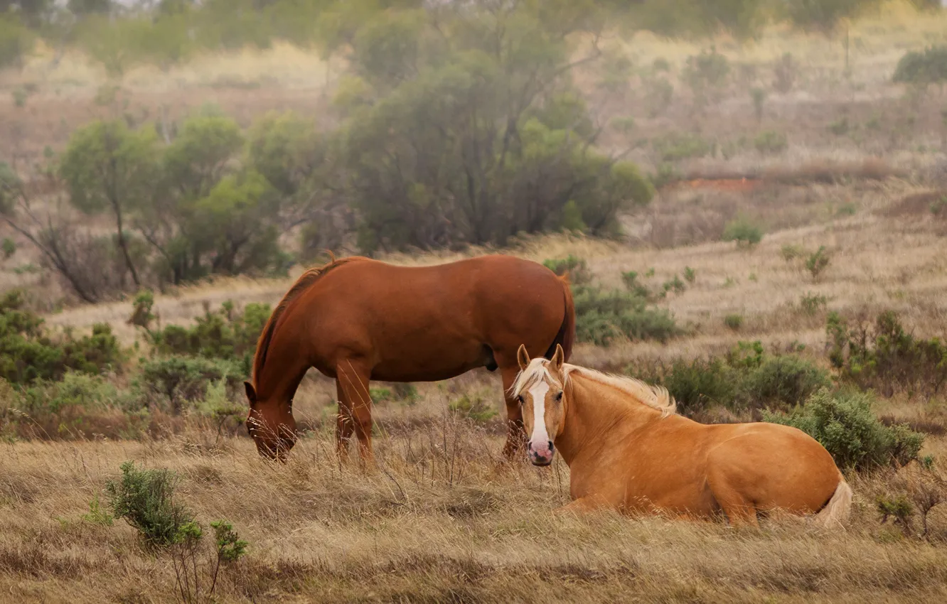 Фото обои природа, две, кони, лошади, пара