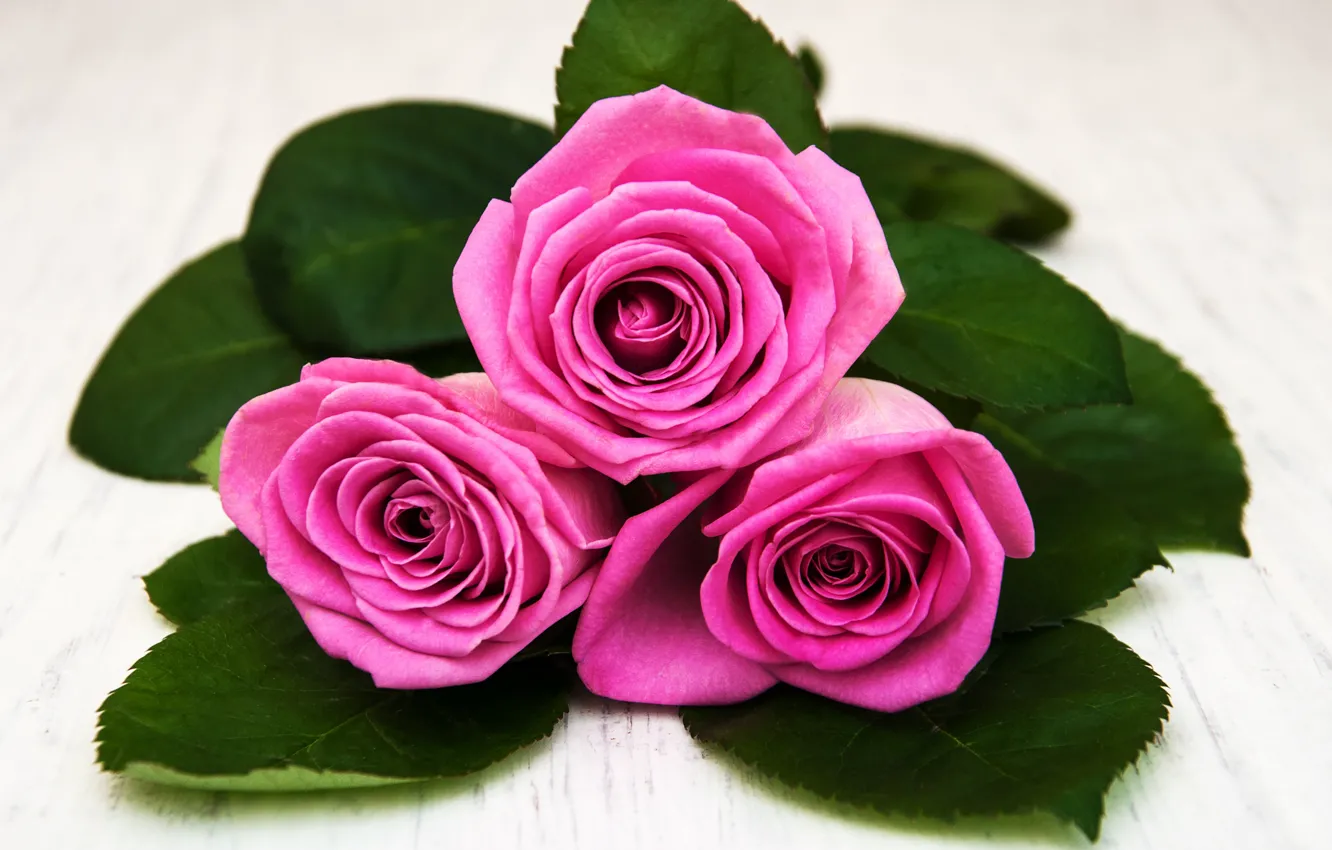 Фото обои крупный план, розы, букет, розовые, Olena Rudo