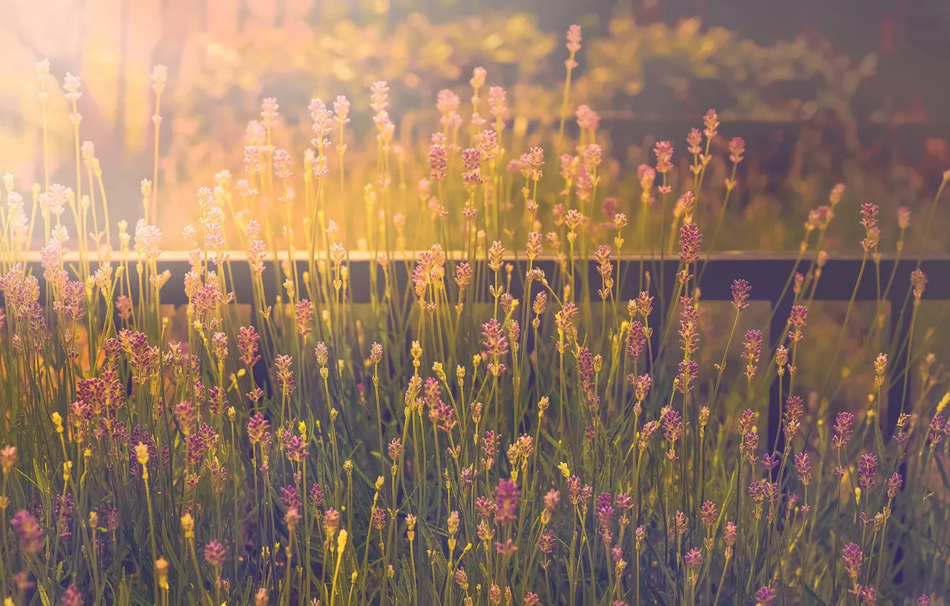 Фото обои fence, lavender, sunlight, stalks