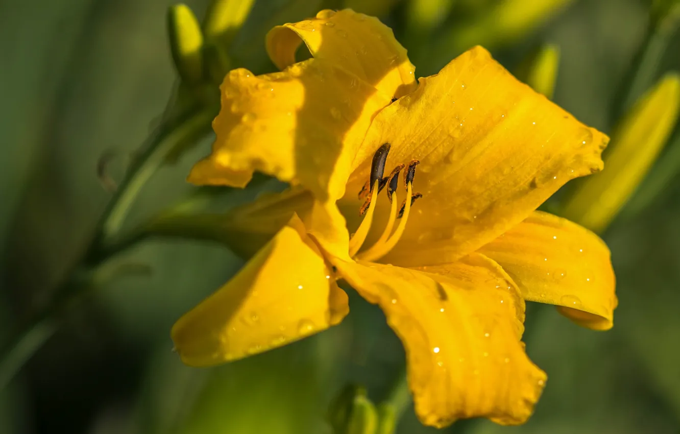 Фото обои капли, цветы, желтый, зеленый, роса, фон, лилии, сад