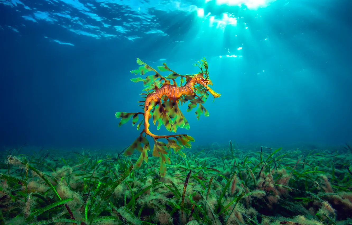 Фото обои море, свет, водоросли, океан, Hippocampus, Морской конек