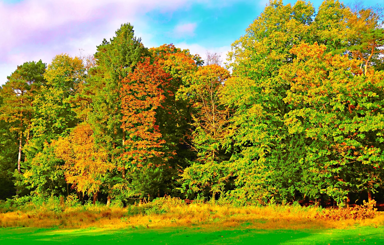 Фото обои осень, лес, небо, трава, деревья