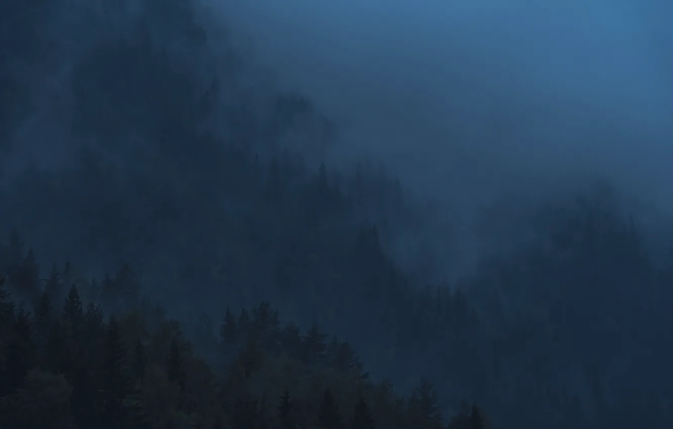 Фото обои деревья, природа, туман, склон, сумерки