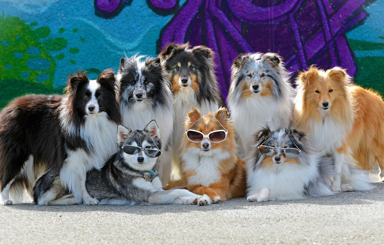 Фото обои собаки, очки, банда
