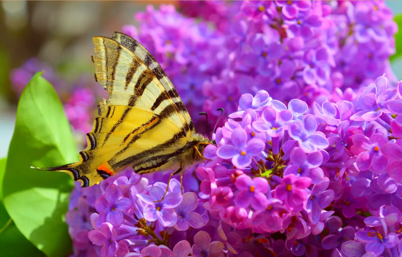 Фото обои Макро, Цветы, Весна, Бабочка, Spring, Macro, Butterfly, Flowering