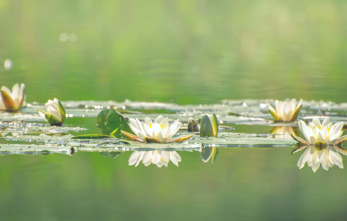 Фото обои вода, цветы, белые, цветение, водяные лилии