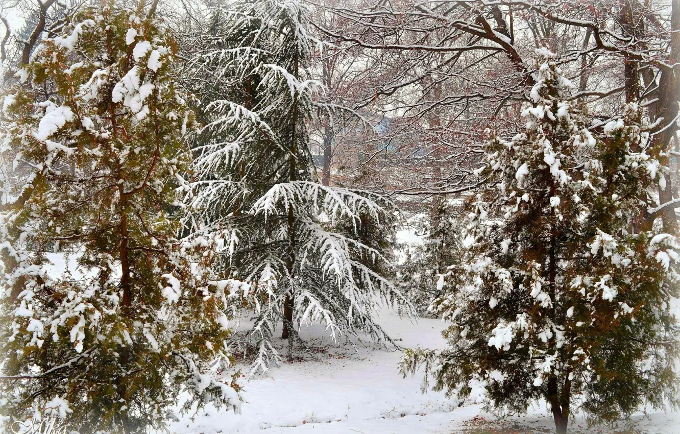 Фото обои Зима, Деревья, Снег, Мороз, Winter, Frost, Snow, Trees