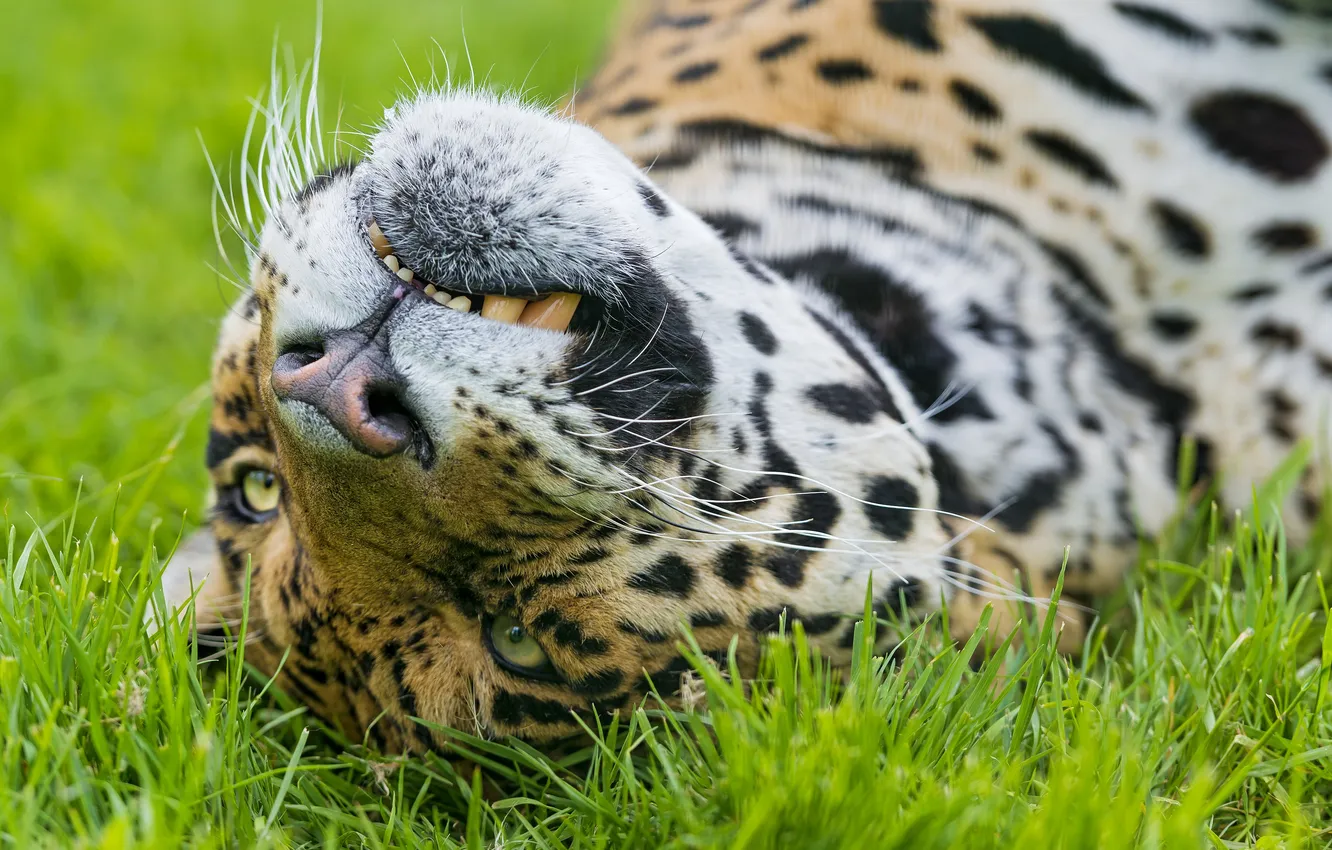 Фото обои кошка, трава, морда, ягуар, ©Tambako The Jaguar