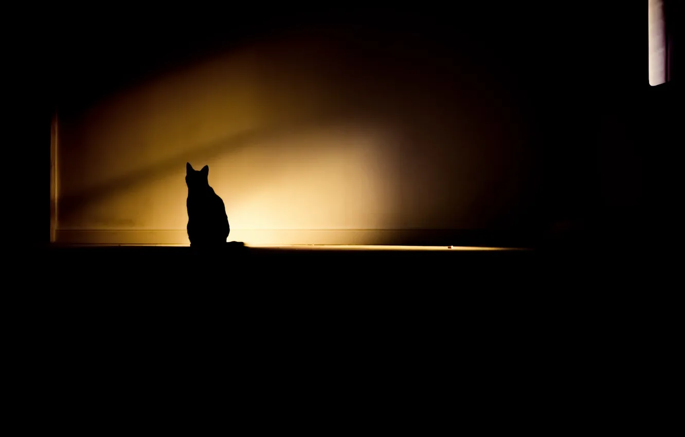 Фото обои кошка, свет, комната, тень