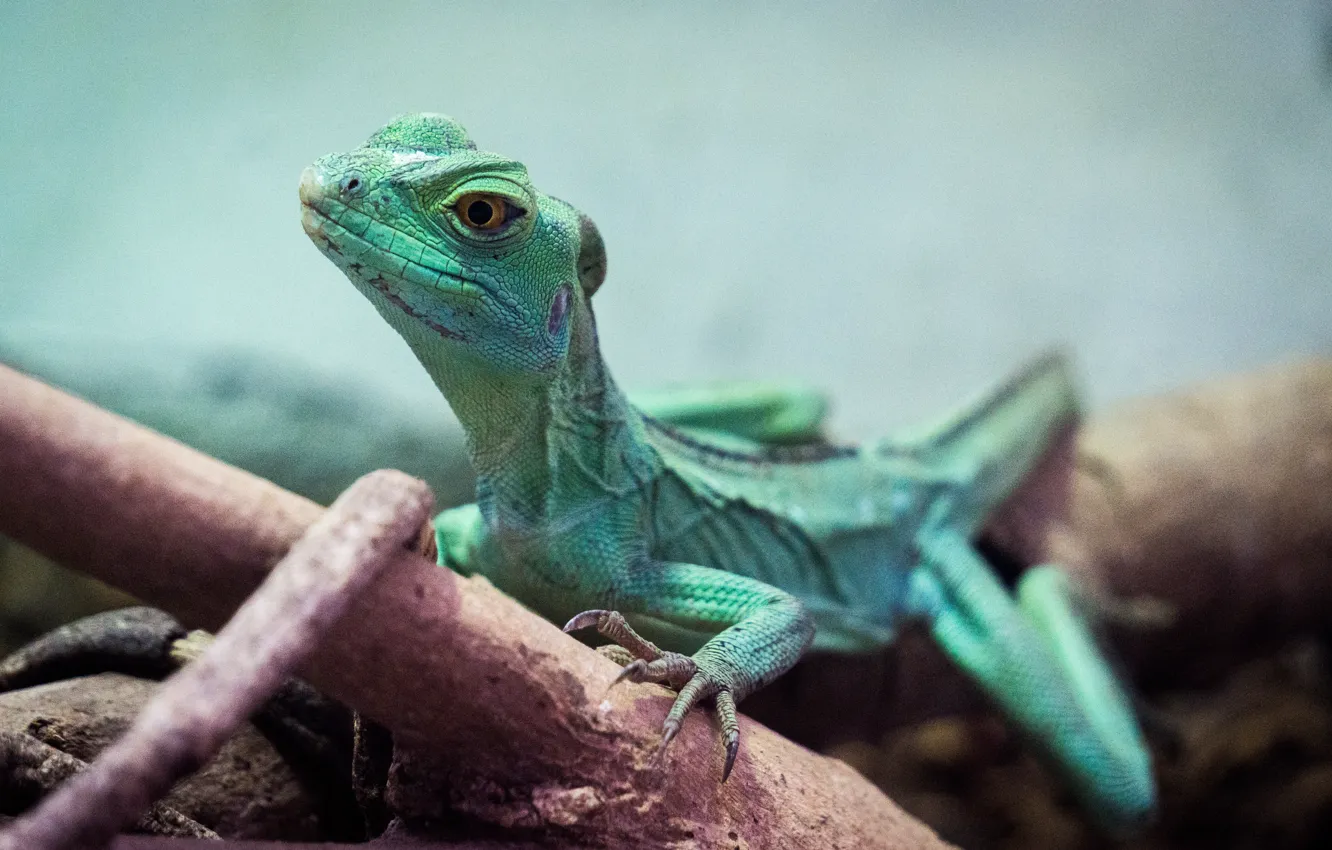 Фото обои green, nature, park, animal, safari, lizard, reptile, malaysia