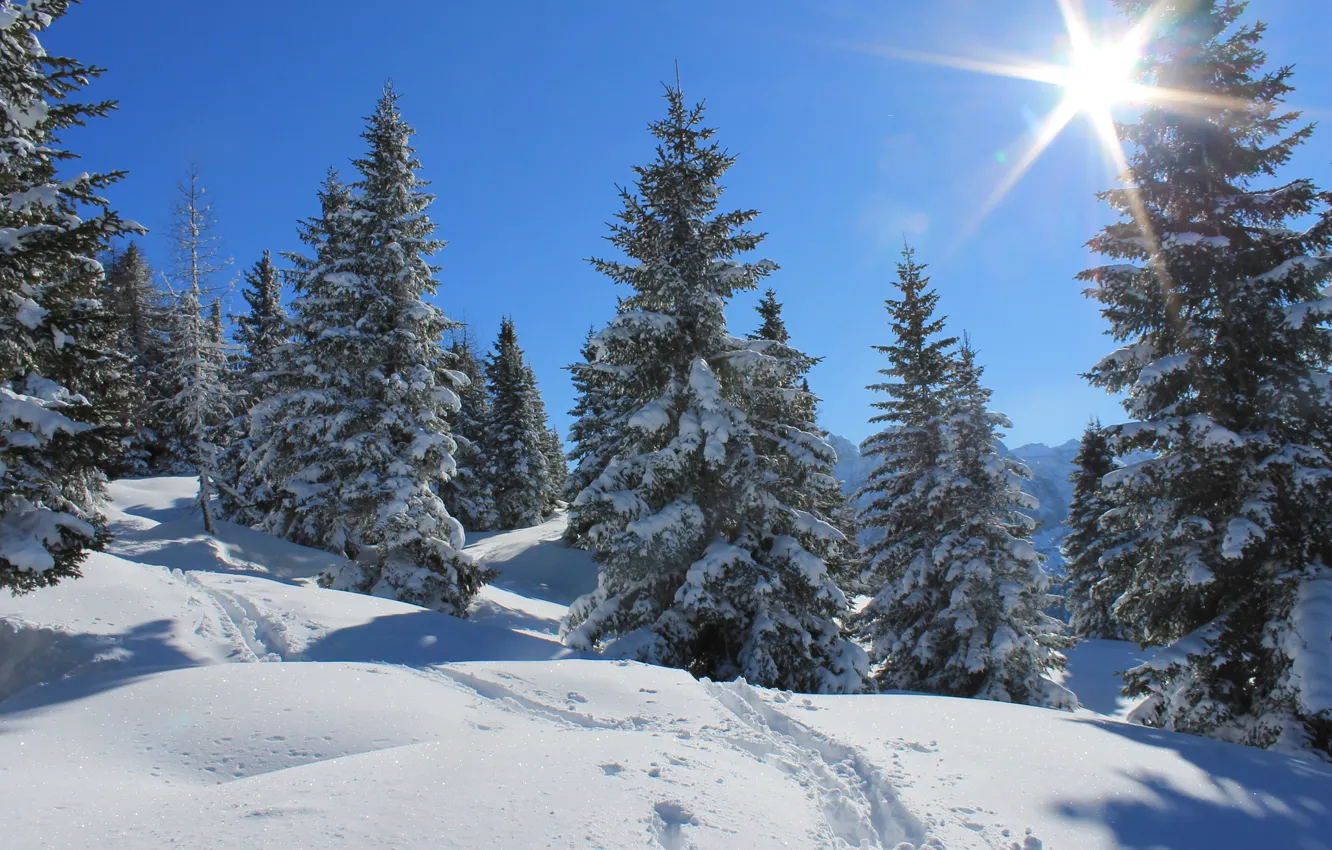 Фото обои зима, лес, небо, солнце, лучи, снег, деревья, следы
