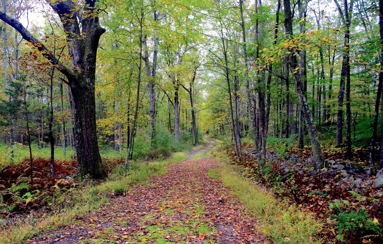 Фото обои осень, лес, листья, деревья, тропинка