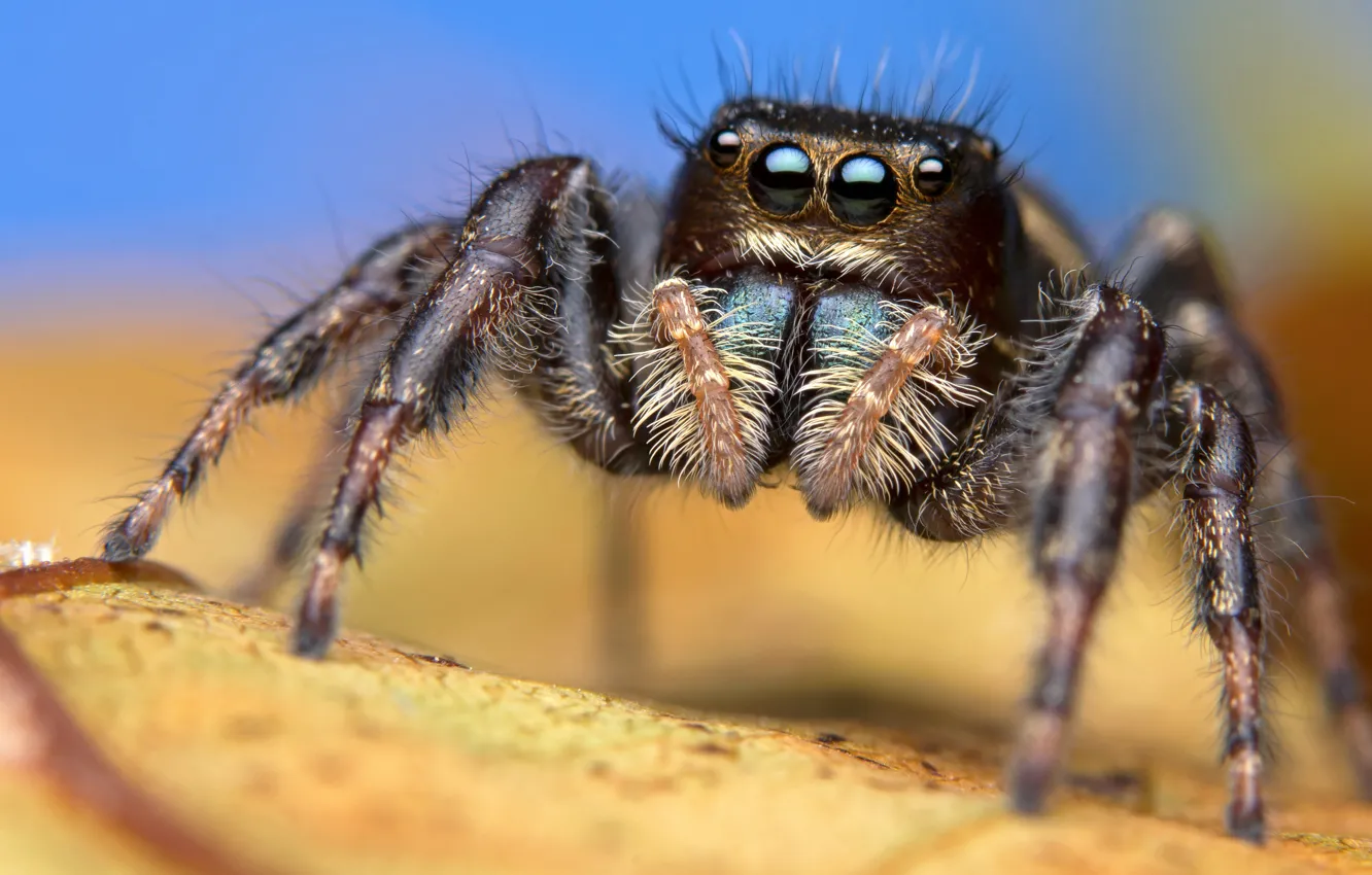 Фото обои макро, фон, голубой, паук, размытие, джампер, паучок, прыгунчик