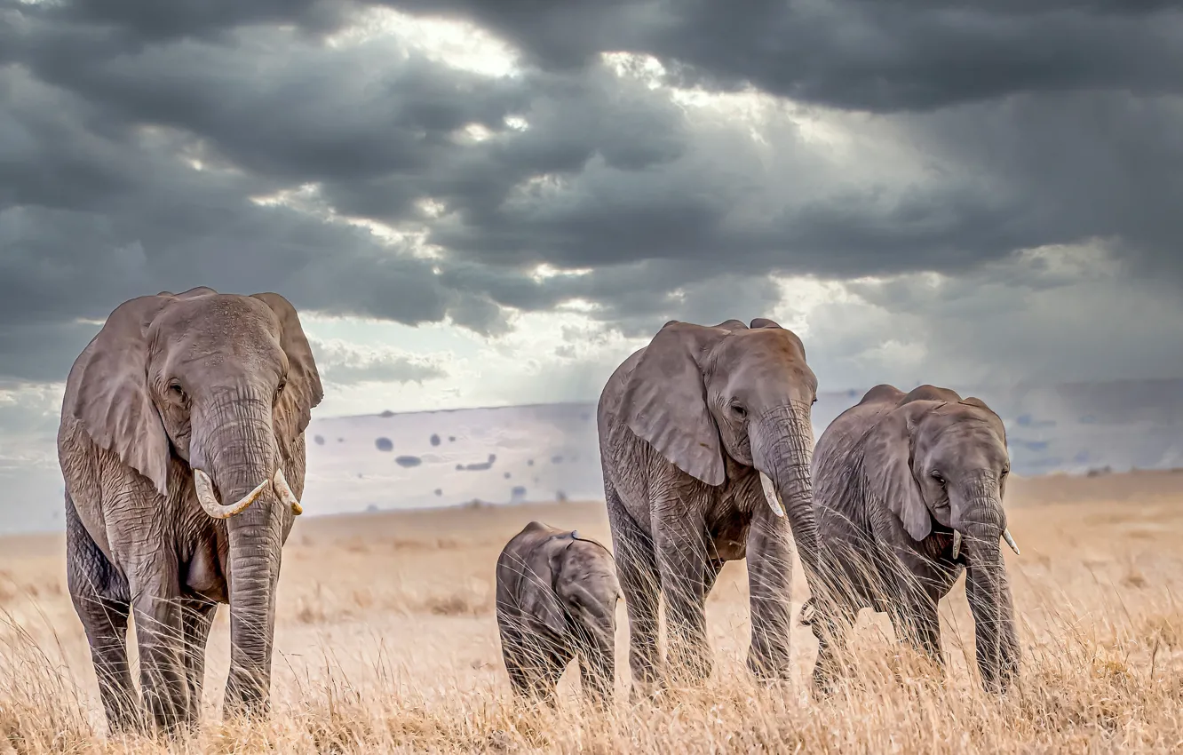 Фото обои трава, слоны, слонёнок