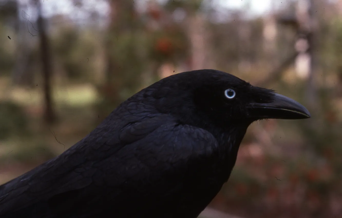 Фото обои животные, птицы, ворон, torresian crow