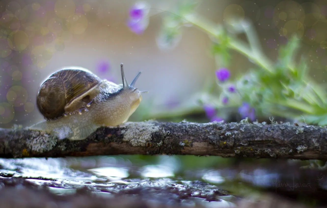 Фото обои вода, макро, улитка, ветка, размытость