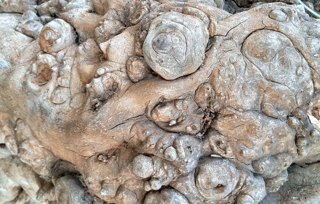 Фото обои деревья, фактура дерева, нарост на дереве