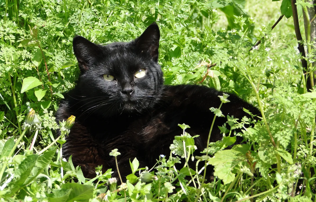 Фото обои лето, трава, кот, полдень, Akela White