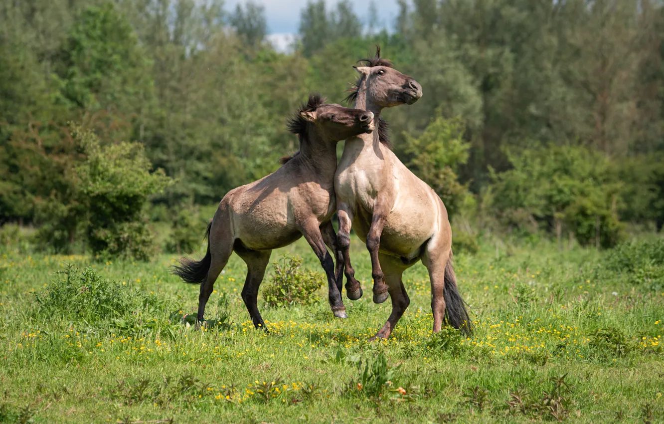 Фото обои лошади, пара, резвятся, konik horses