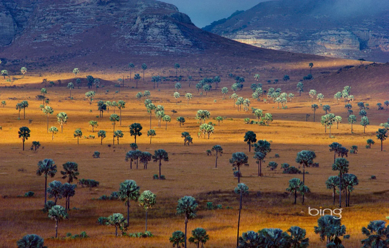 Фото обои пейзаж, горы, пальмы, саванна, Мадагаскар