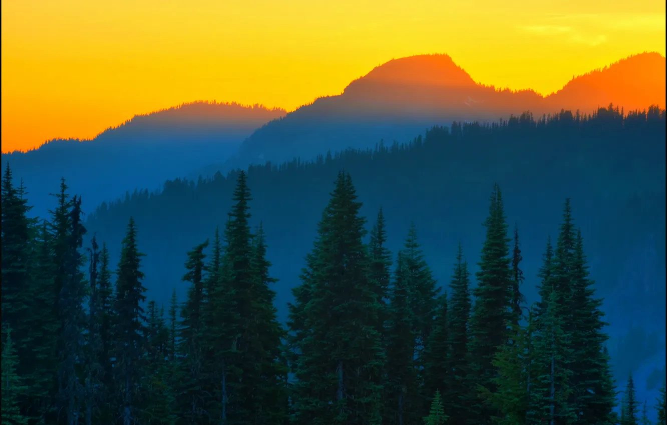Фото обои ель, Last Light, оранжевый закат, Mt Rainier, Washington State, Don Briggs, синие горы