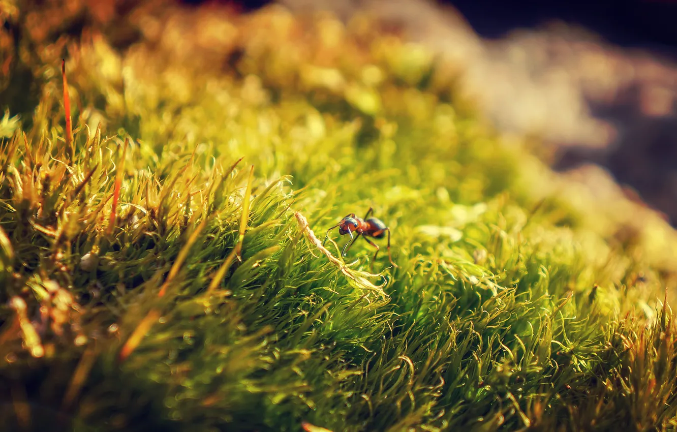 Фото обои трава, макро, природа, муравей, nature