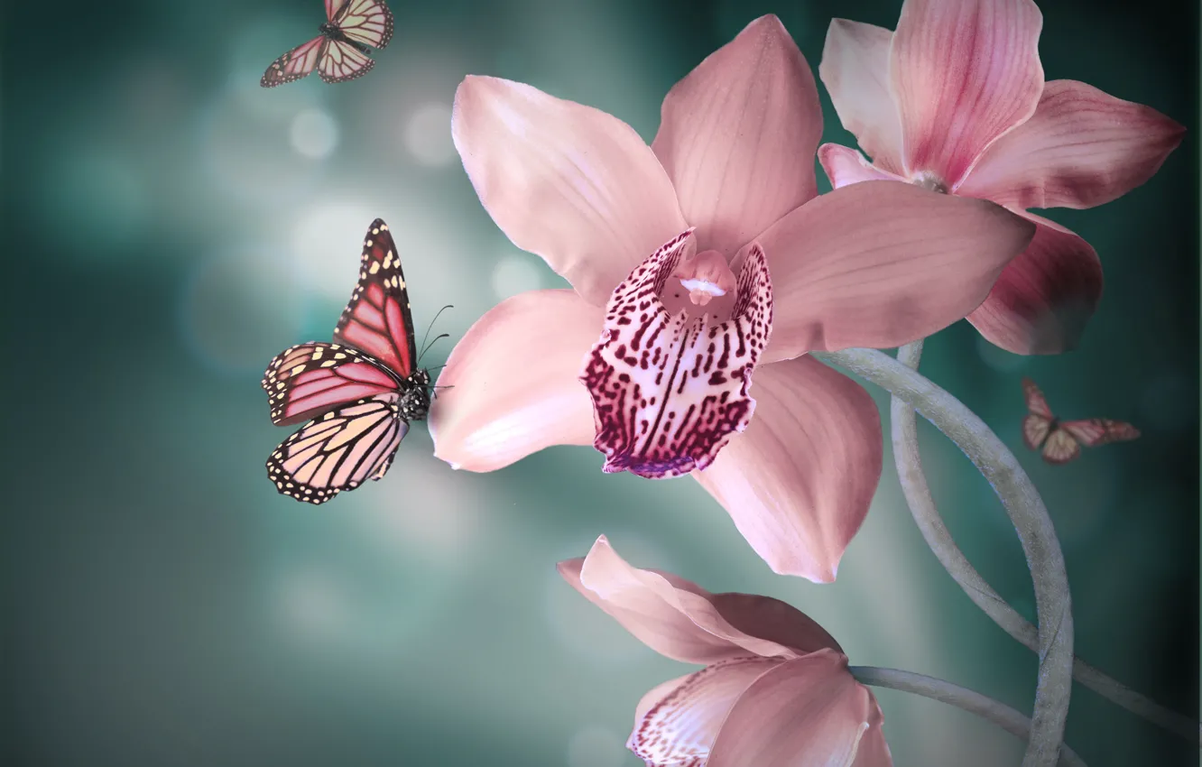 Фото обои бабочки, цветы, фон, розовые, орхидея