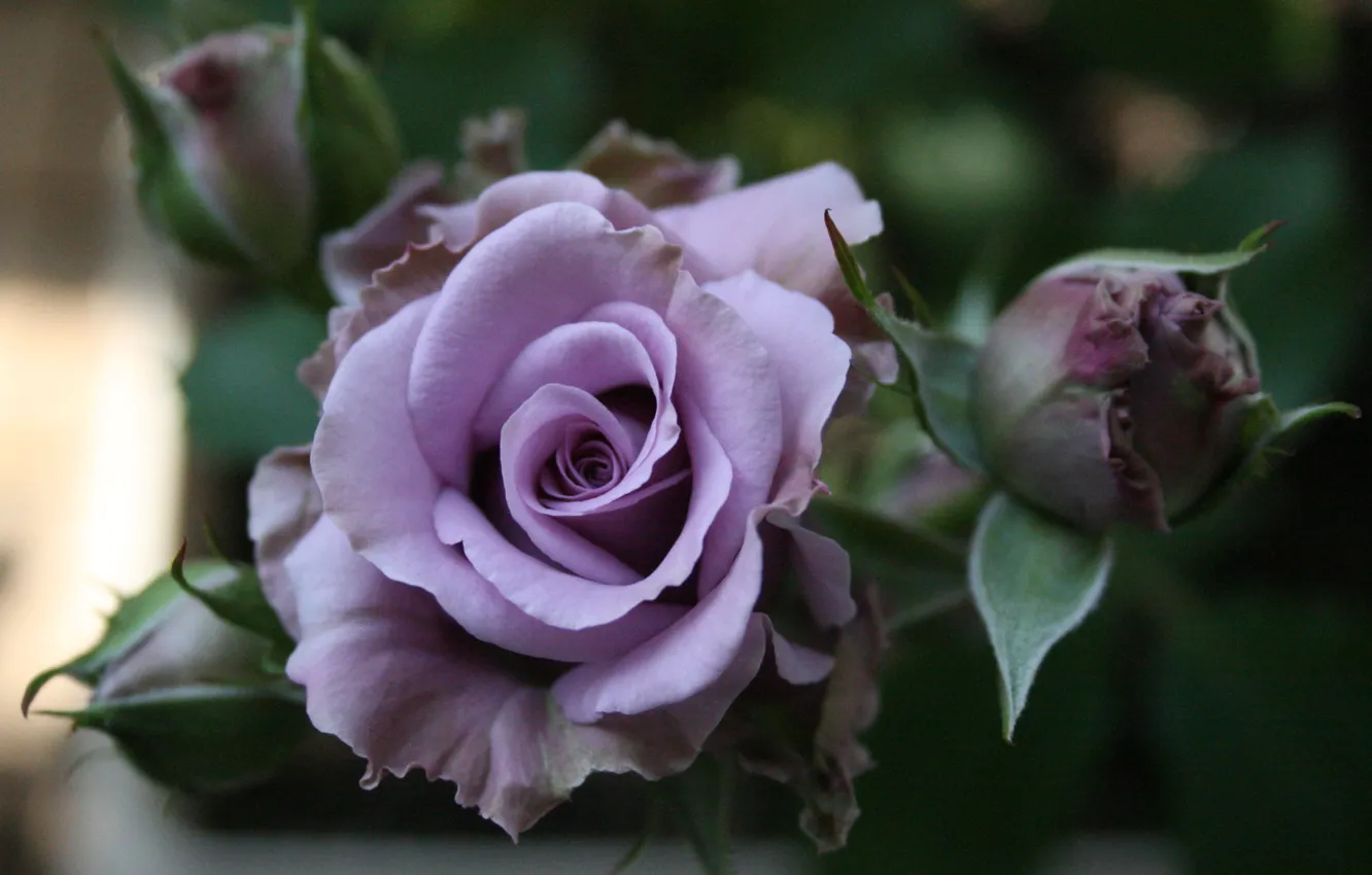 Фото обои розы, сад, стебель, бутон, сиреневая роза