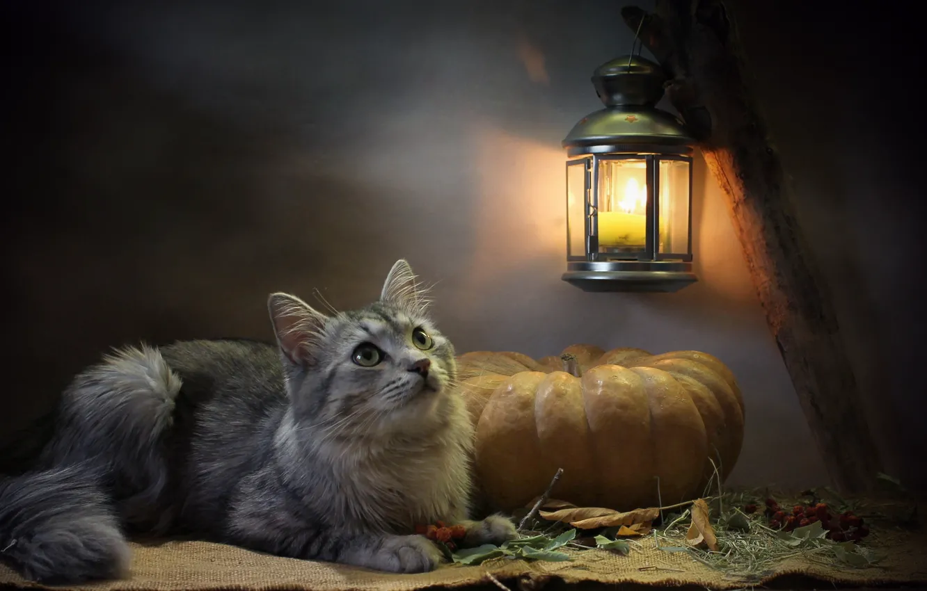 Фото обои кошка, кот, взгляд, листья, свет, животное, свеча, фонарь