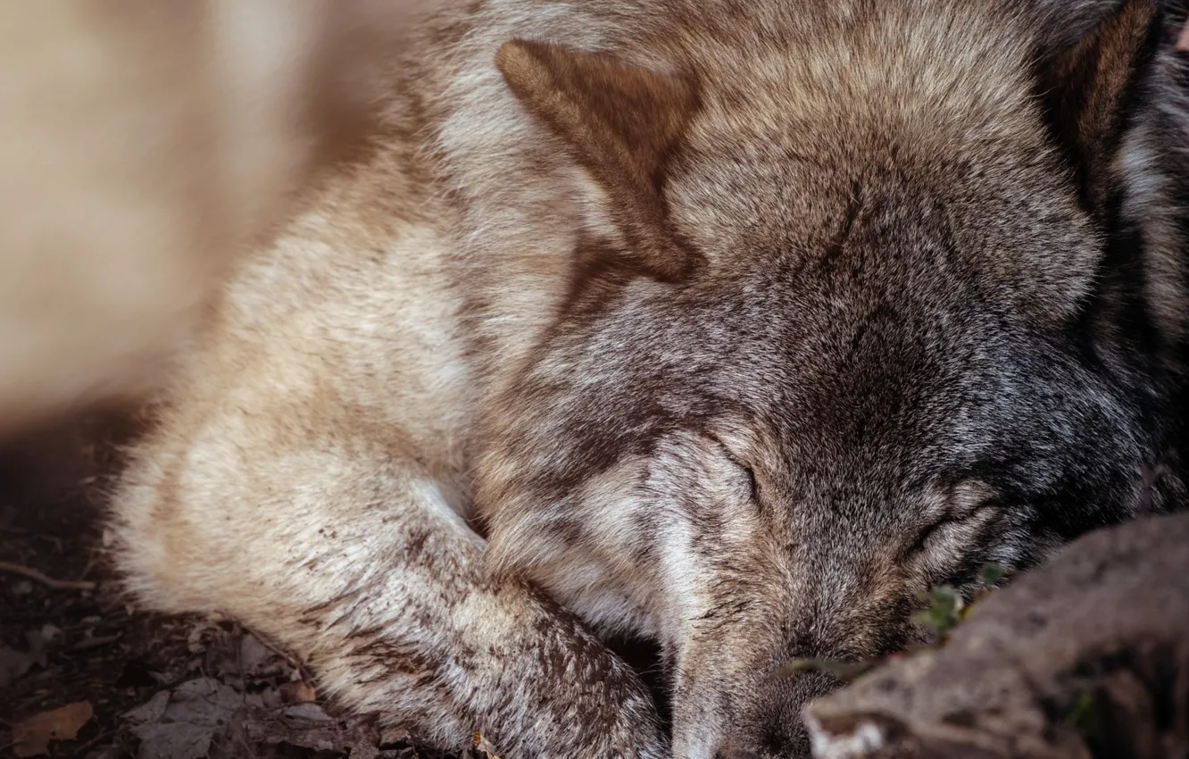 Фото обои animals, mammal, relaxation, animal themes, one animal, ..wolf