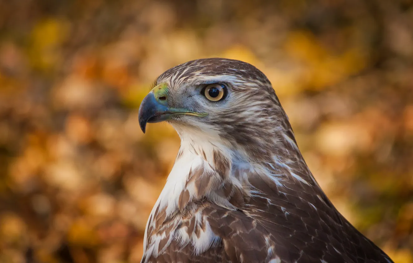 Фото обои взгляд, фон, птица, профиль, bird, Ястреб, боке, bokeh