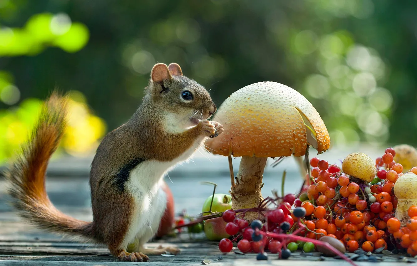 Фото обои ягоды, животное, гриб, белка, рябина, боке, грызун, калина