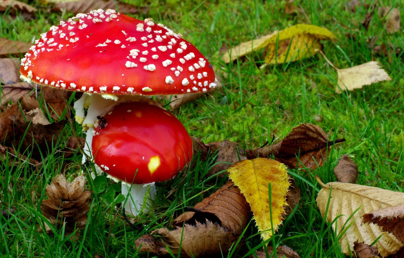 Фото обои осень, природа, листва, мухомор, грибочек