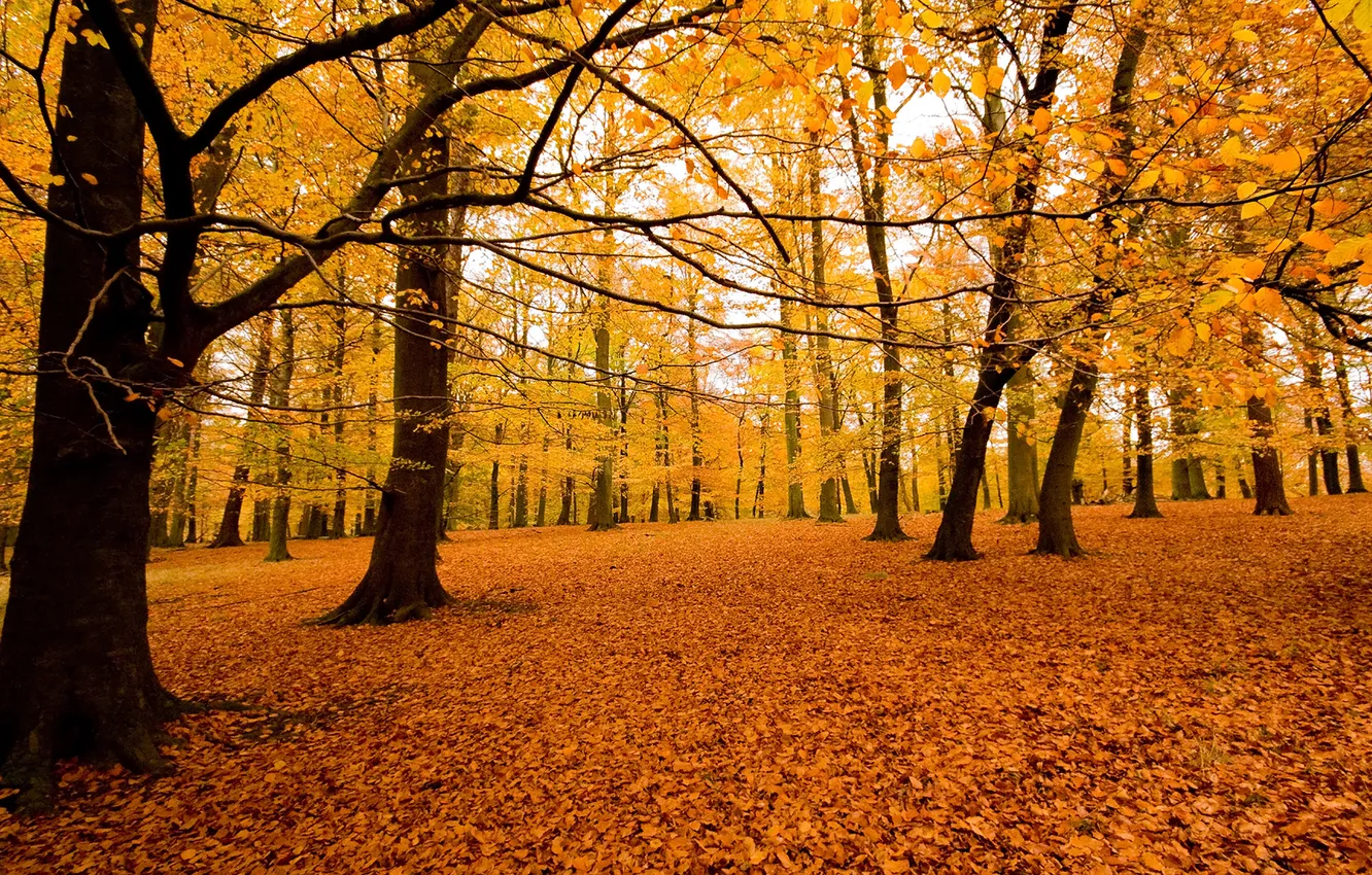 Фото обои осень, лес, природа, парк, листва, посадка