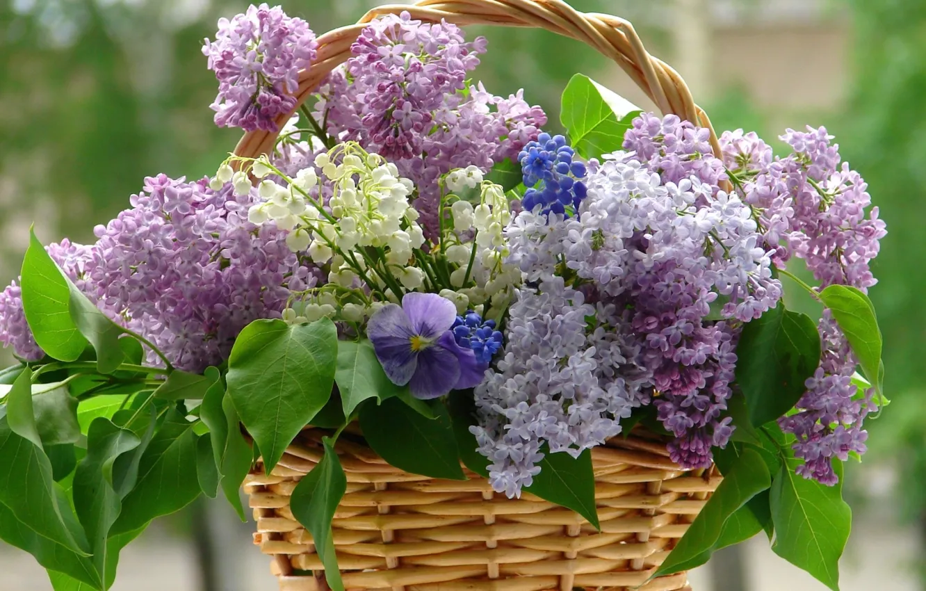 Фото обои flower, flowers, violet, basket, lilac, whitr, lilacs