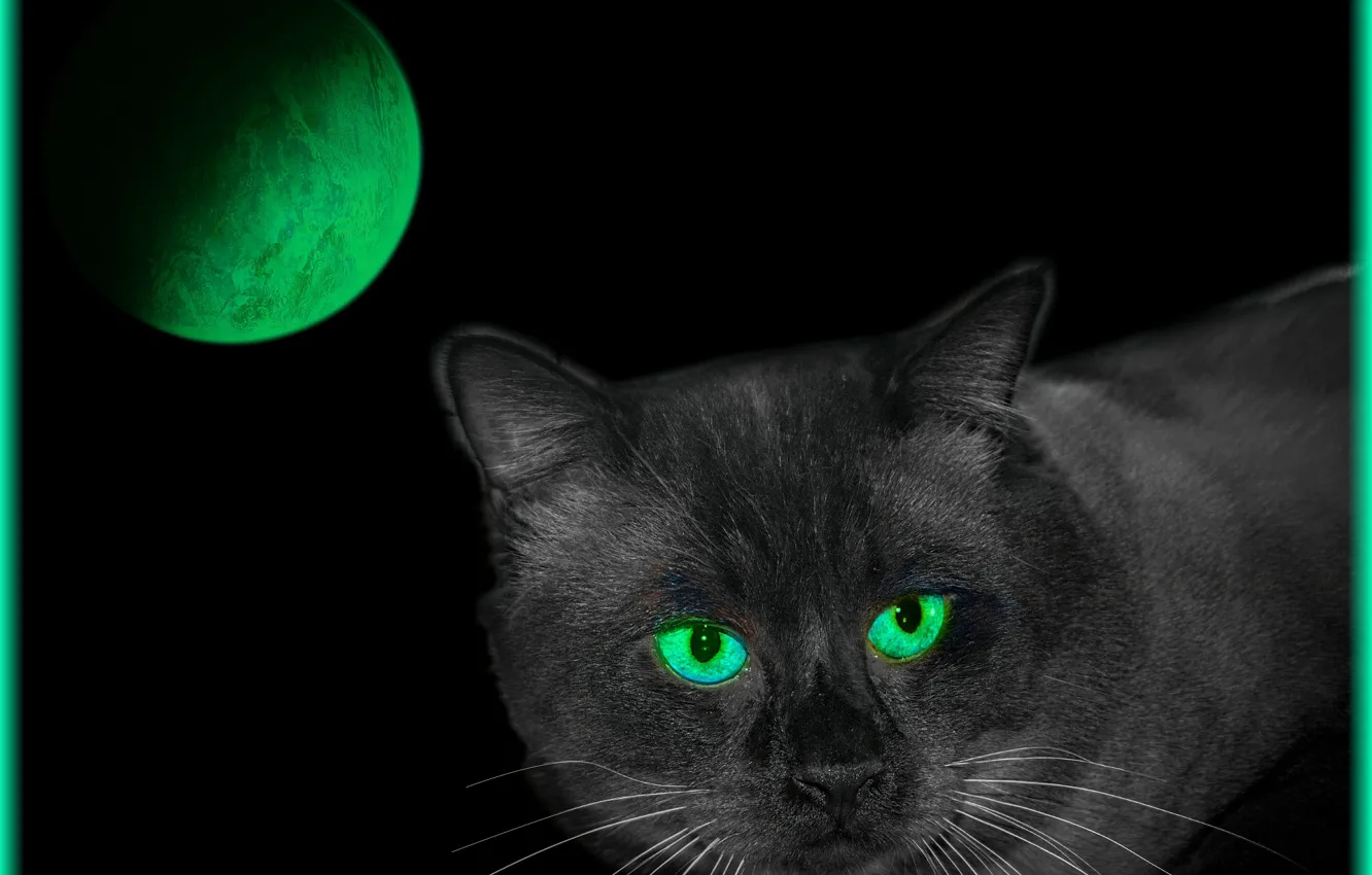 Фото обои кошка, зеленый, цвет, планета