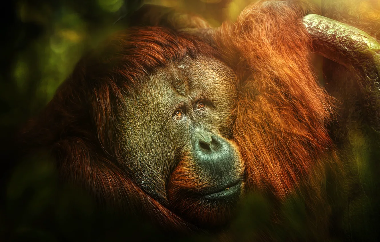Фото обои monkey, jungle, Melancholia, orangutan