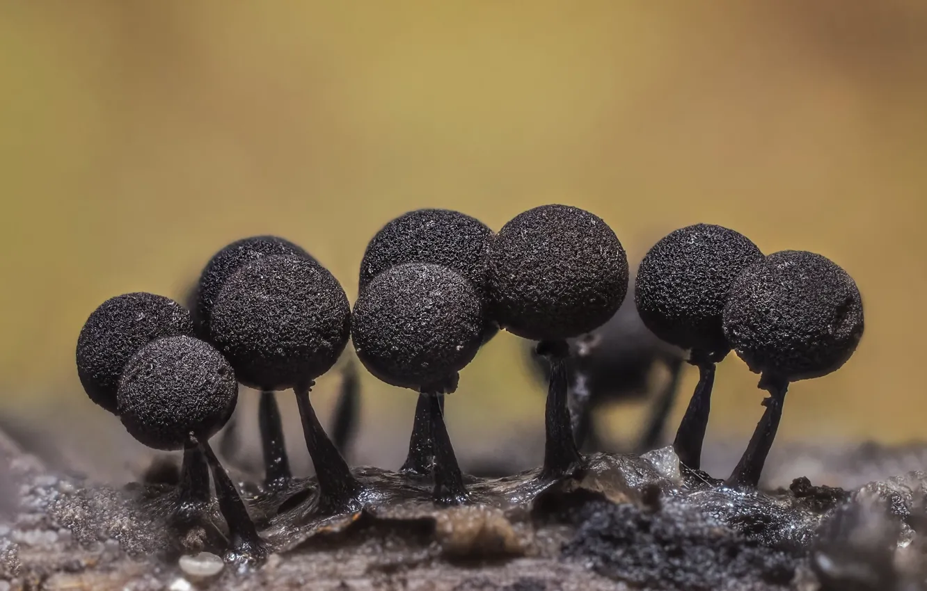 Фото обои макро, природа, грибы, микро мир