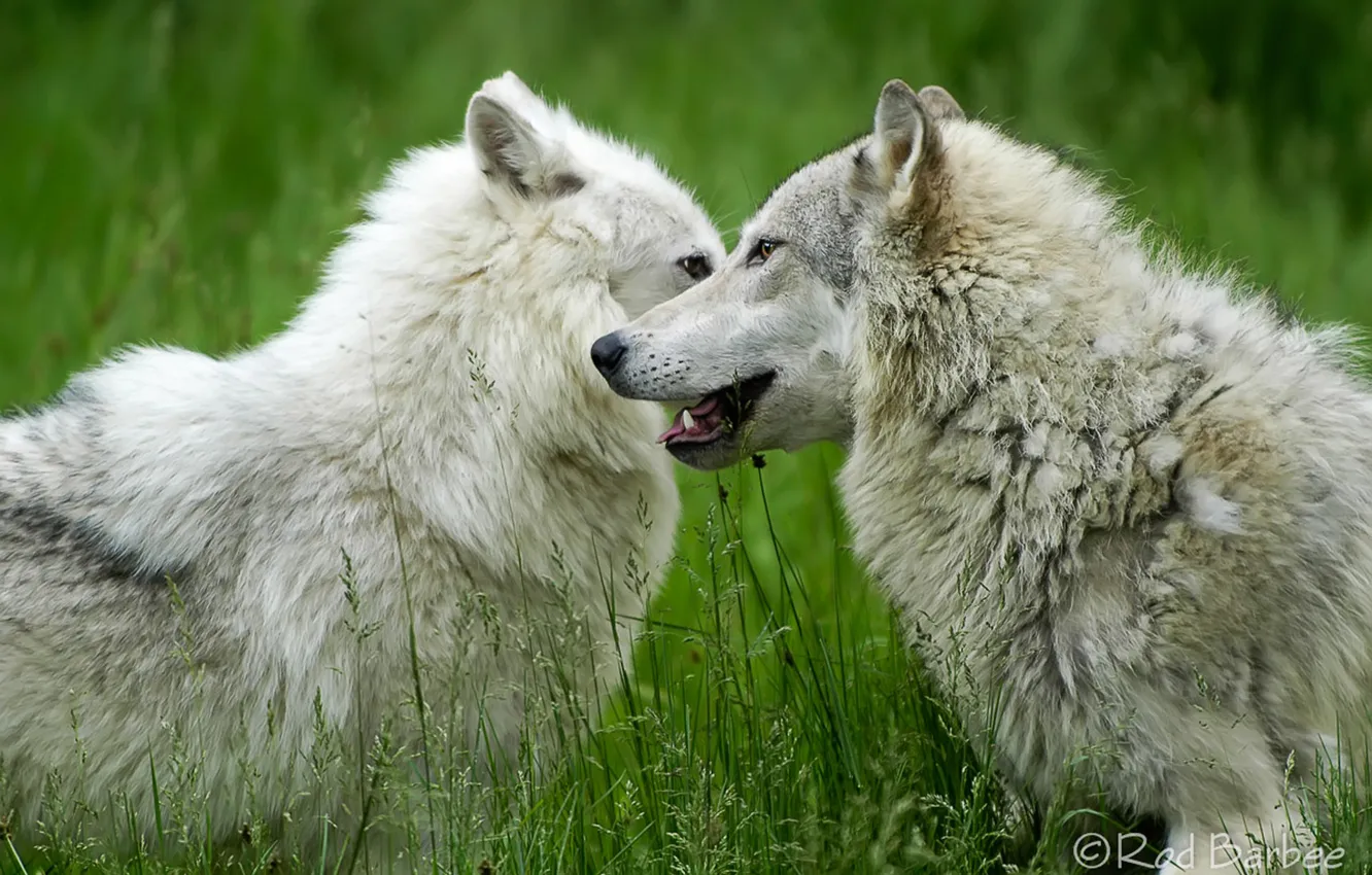 Фото обои nature, face, animal, wolf, wildlife, head, fur, mammal
