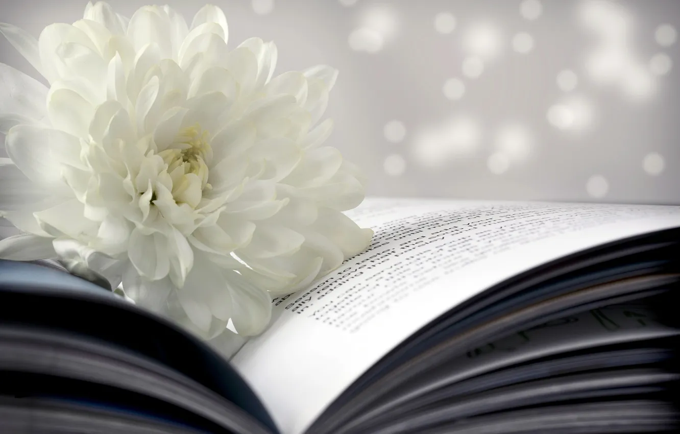 Фото обои цветок, книга, белая, страницы, боке, хризантема