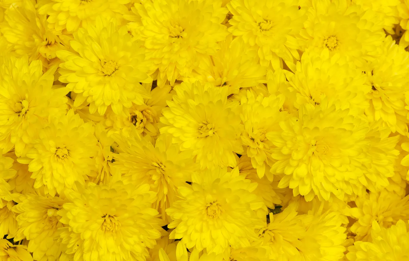 Фото обои макро, хризантемы, жёлтые