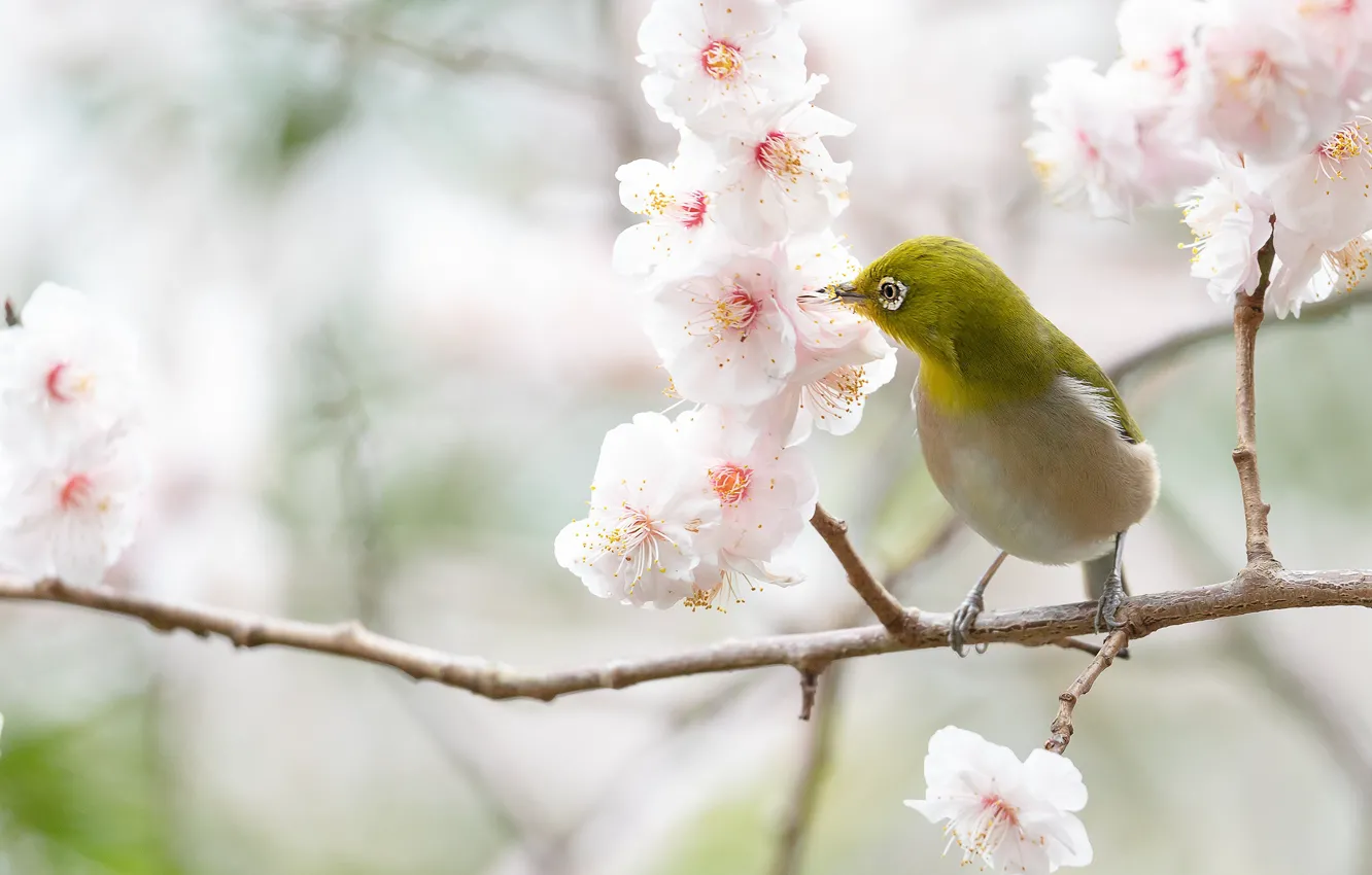 Фото обои цветы, ветки, вишня, птица, весна, сакура, белые, цветение