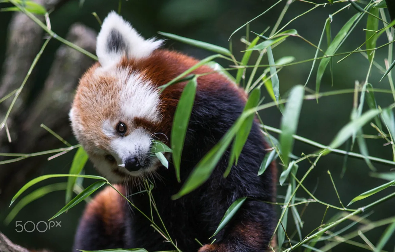 Фото обои листва, бамбук, красная панда, firefox