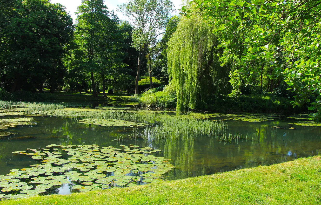 Фото обои water, park, lake, pond